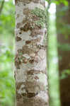 Florida maple <BR>Southern sugar maple